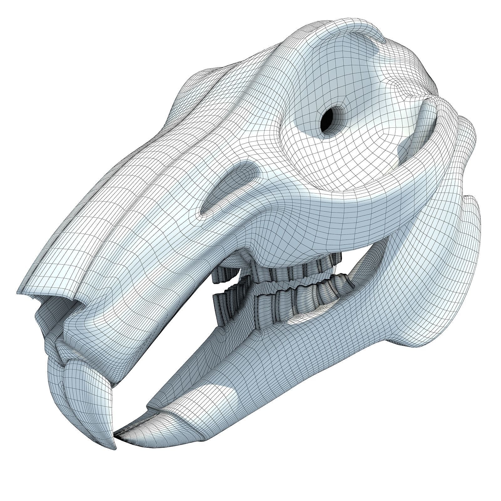 Rabbit Skull 3D model_9