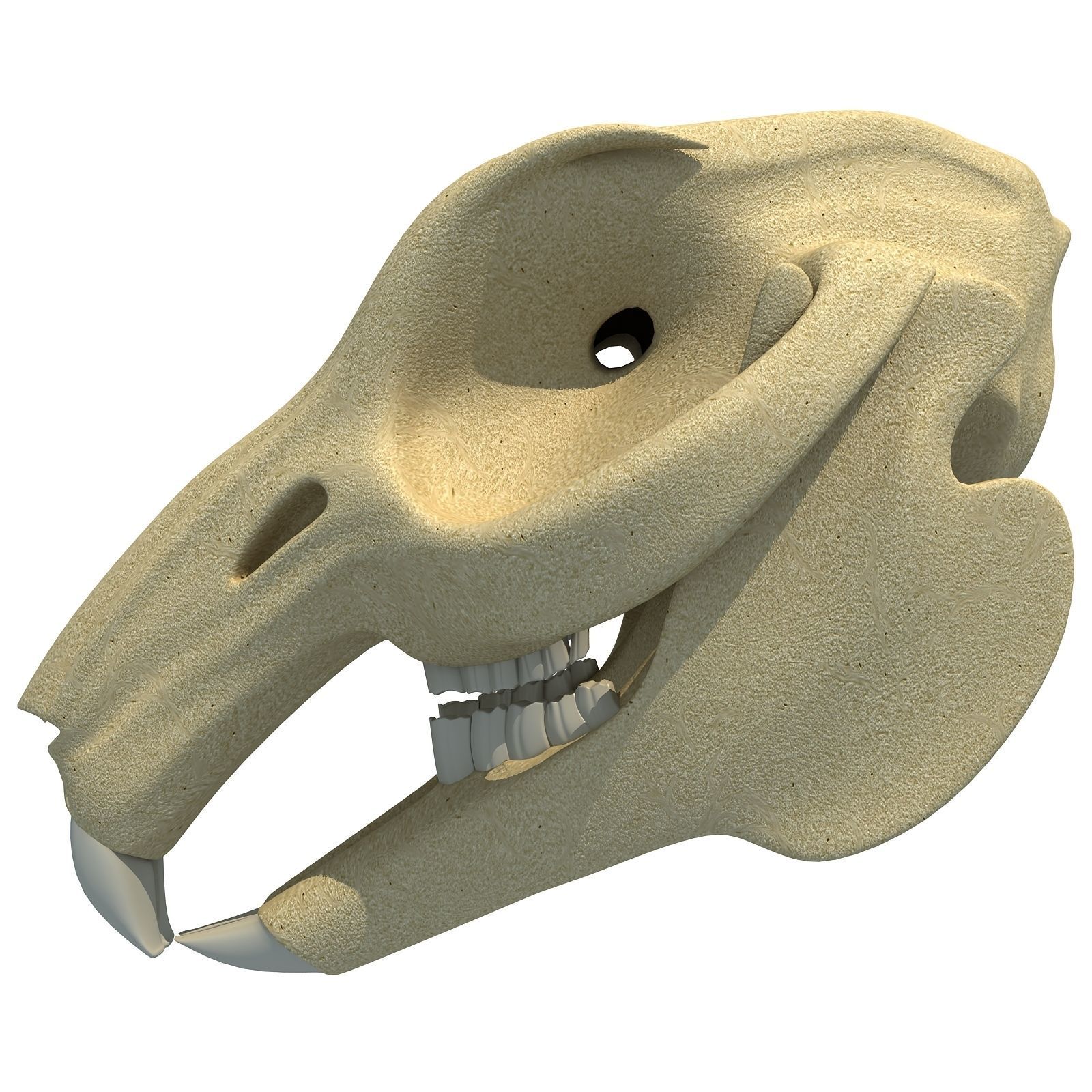 Rabbit Skull 3D model_4