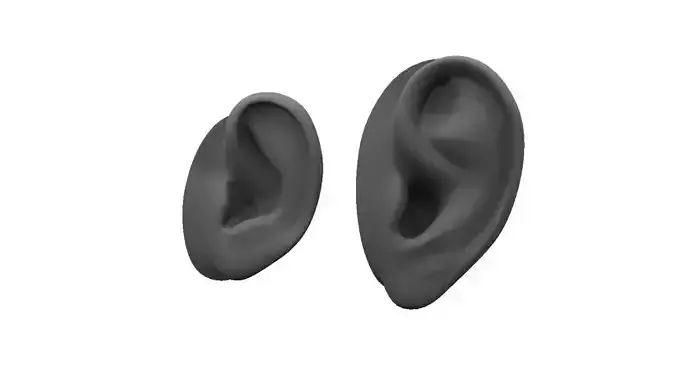 ear 3d model