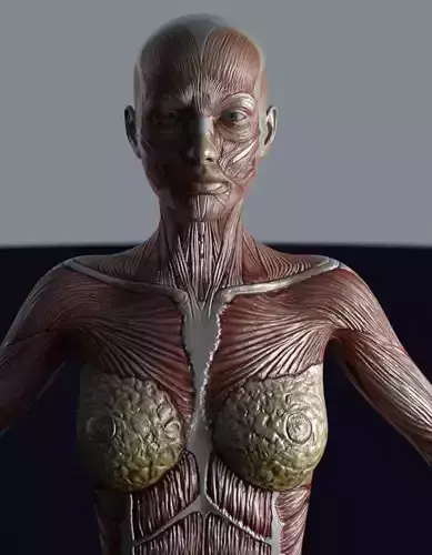 Female muscule anatomy Low-poly 3D model