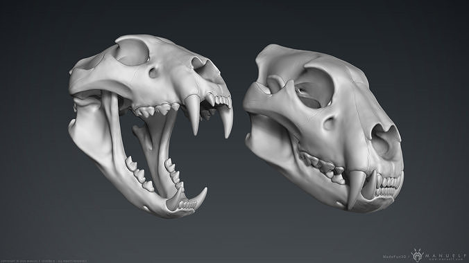 3D Lion Skull - Sculpture 3D model