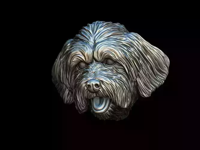 Lhasa Apso dog head  3D print model