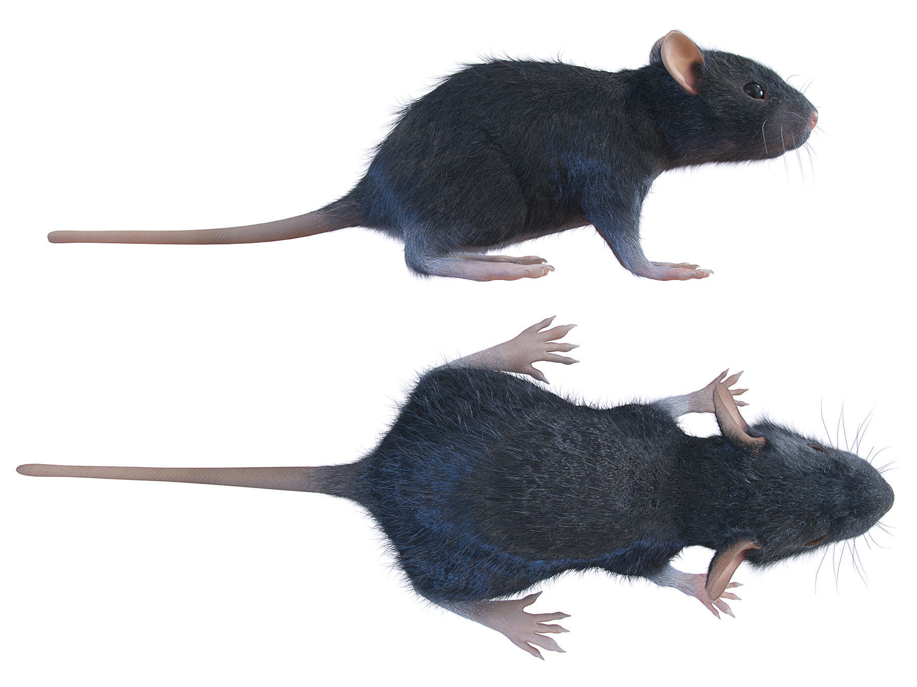 Animal Rat 3D model_2