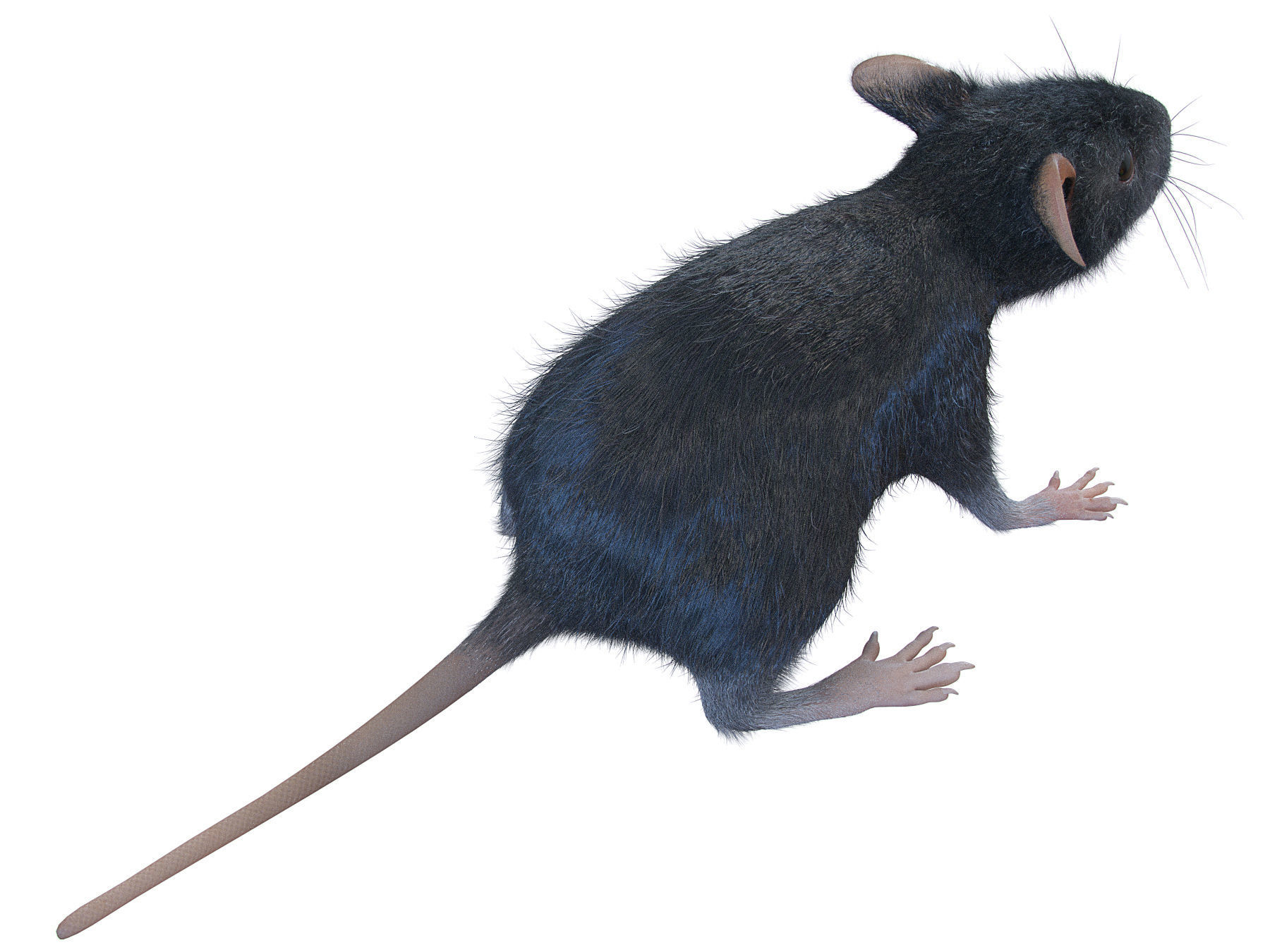 Animal Rat 3D model_4