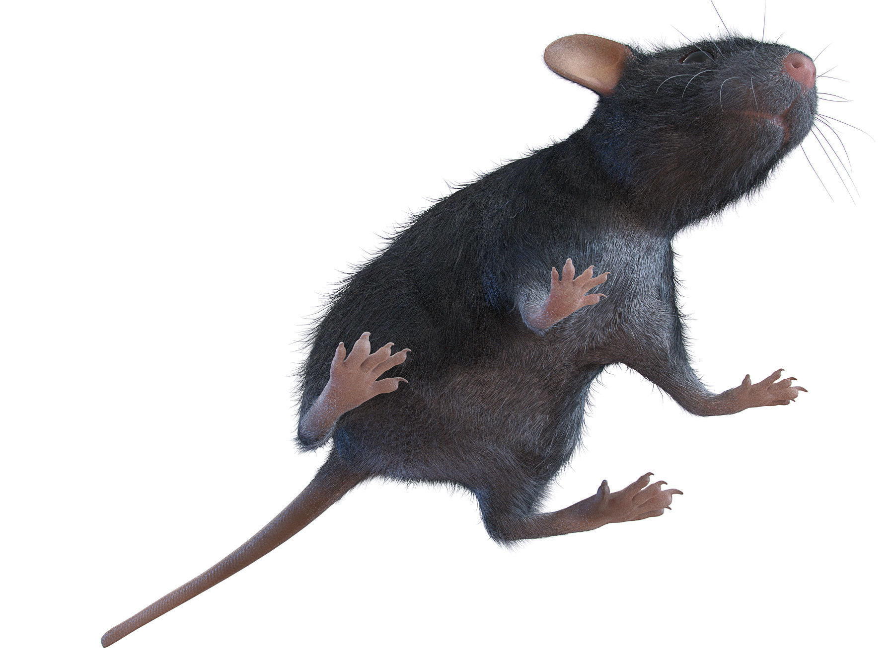 Animal Rat 3D model_5