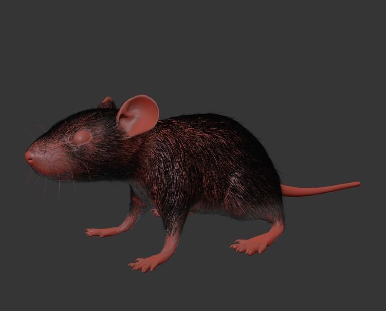 Animal Rat 3D model_19