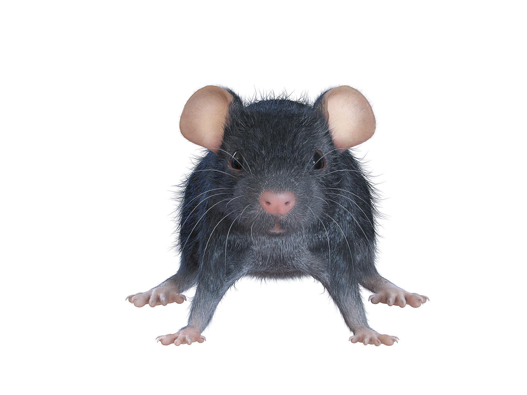 Animal Rat 3D model_3