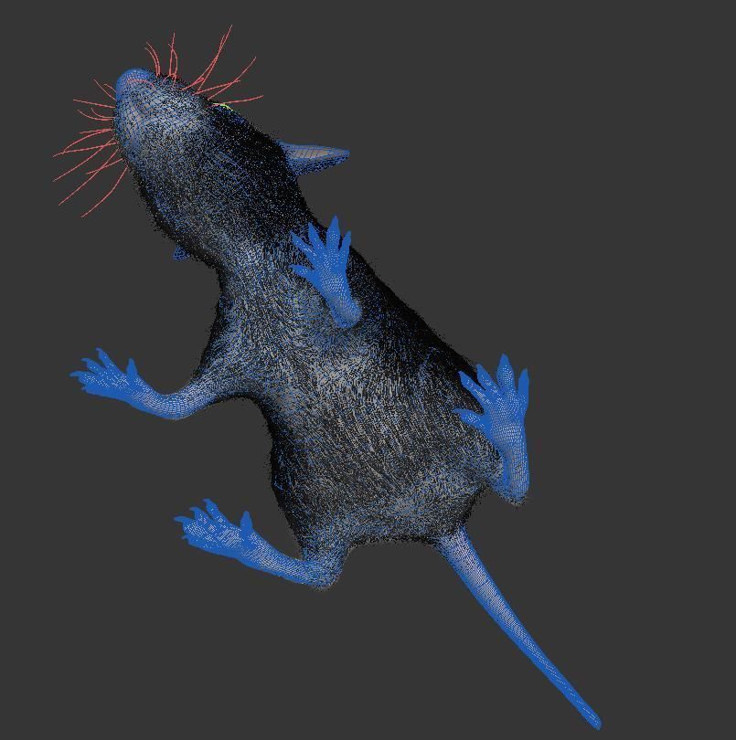 Animal Rat 3D model_9