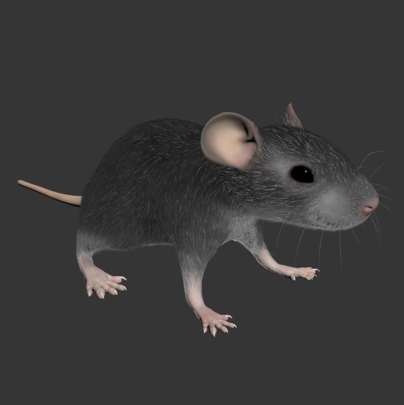 Animal Rat 3D model_6