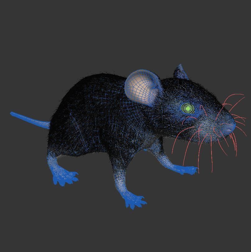 Animal Rat 3D model_7