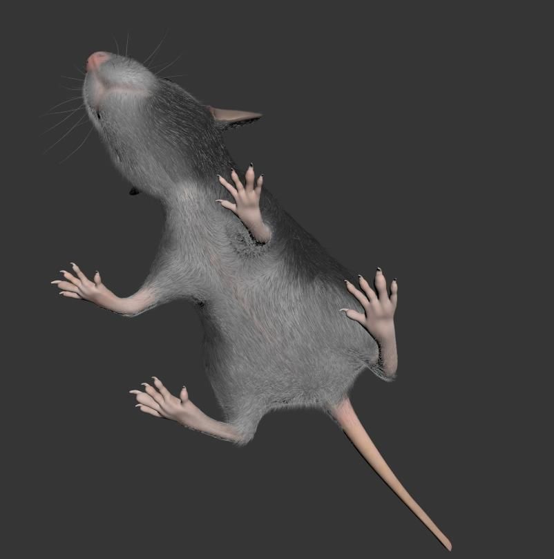 Animal Rat 3D model_8