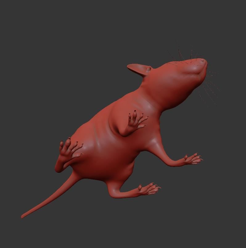 Animal Rat 3D model_17