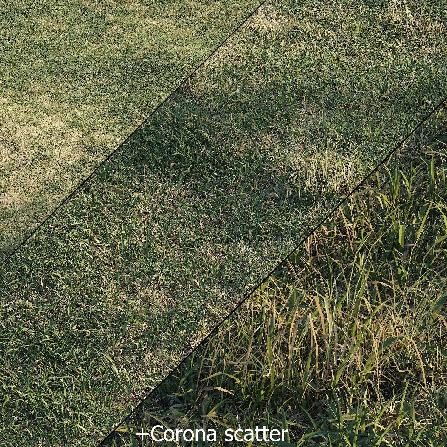 Meadow grass 3D model_0