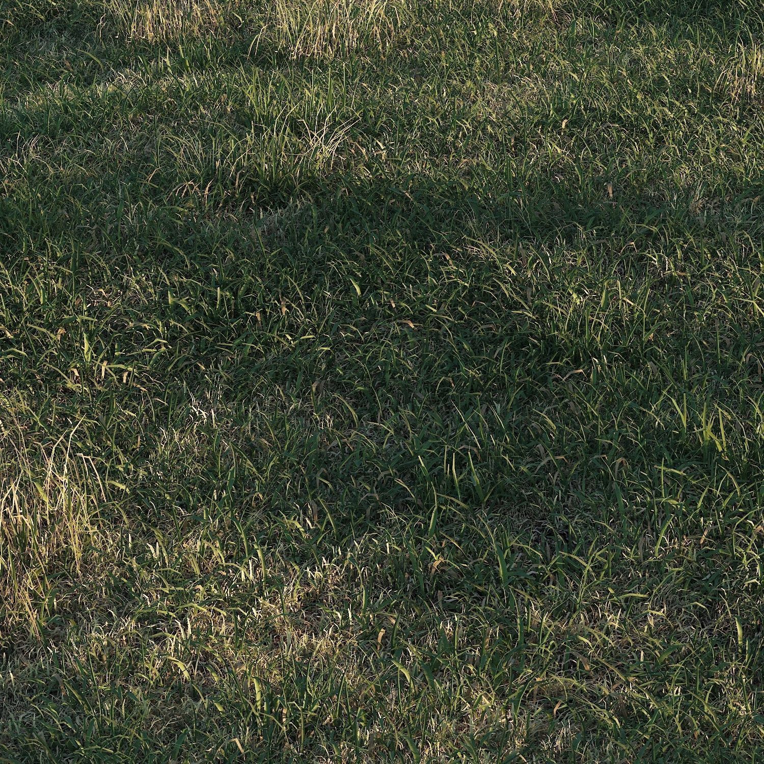 Meadow grass 3D model_8