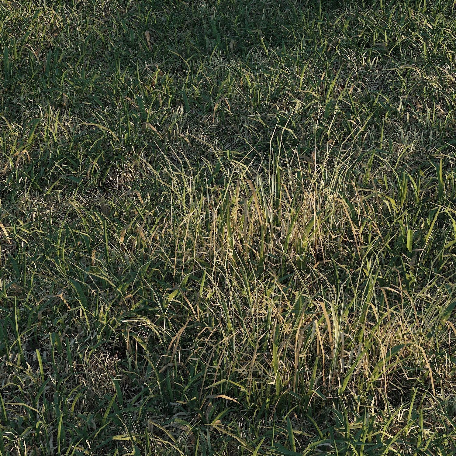 Meadow grass 3D model_5