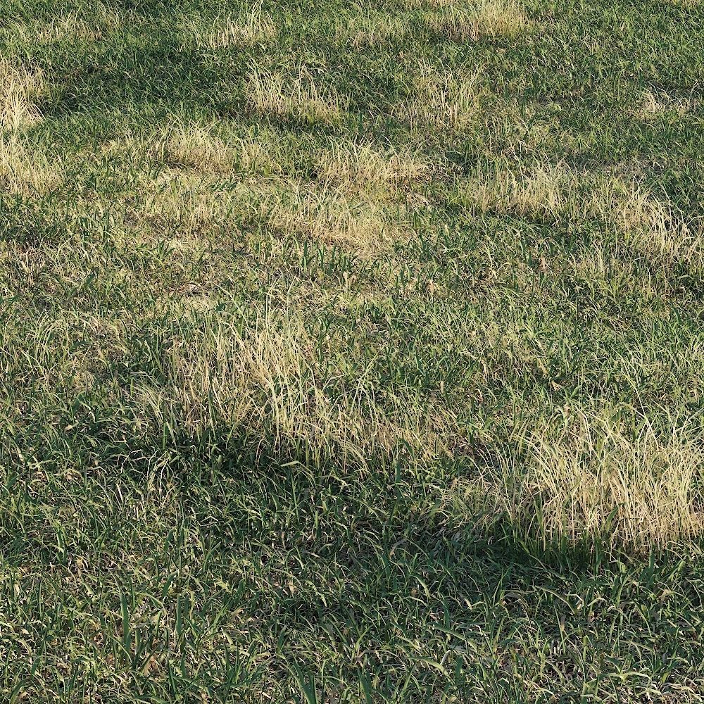Meadow grass 3D model_1