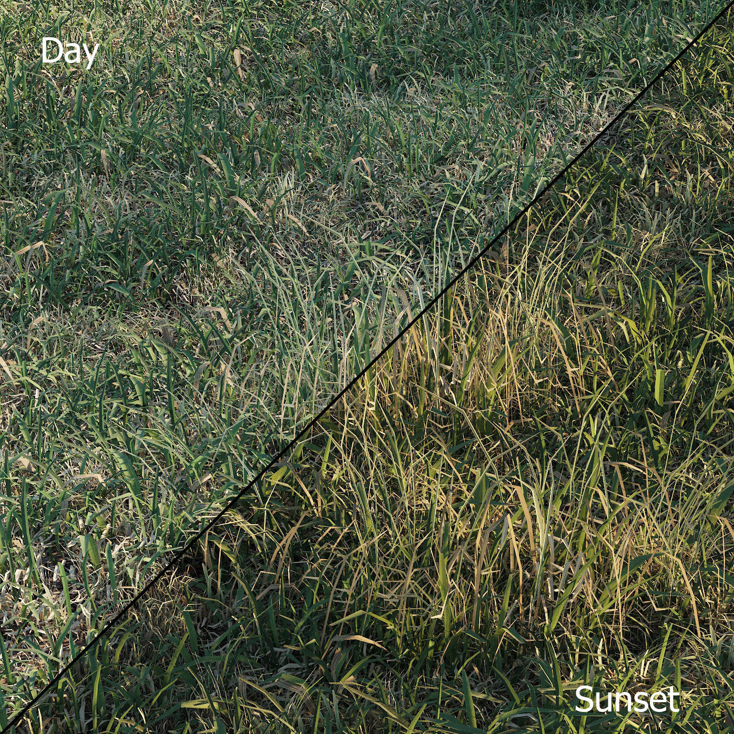 Meadow grass 3D model_11