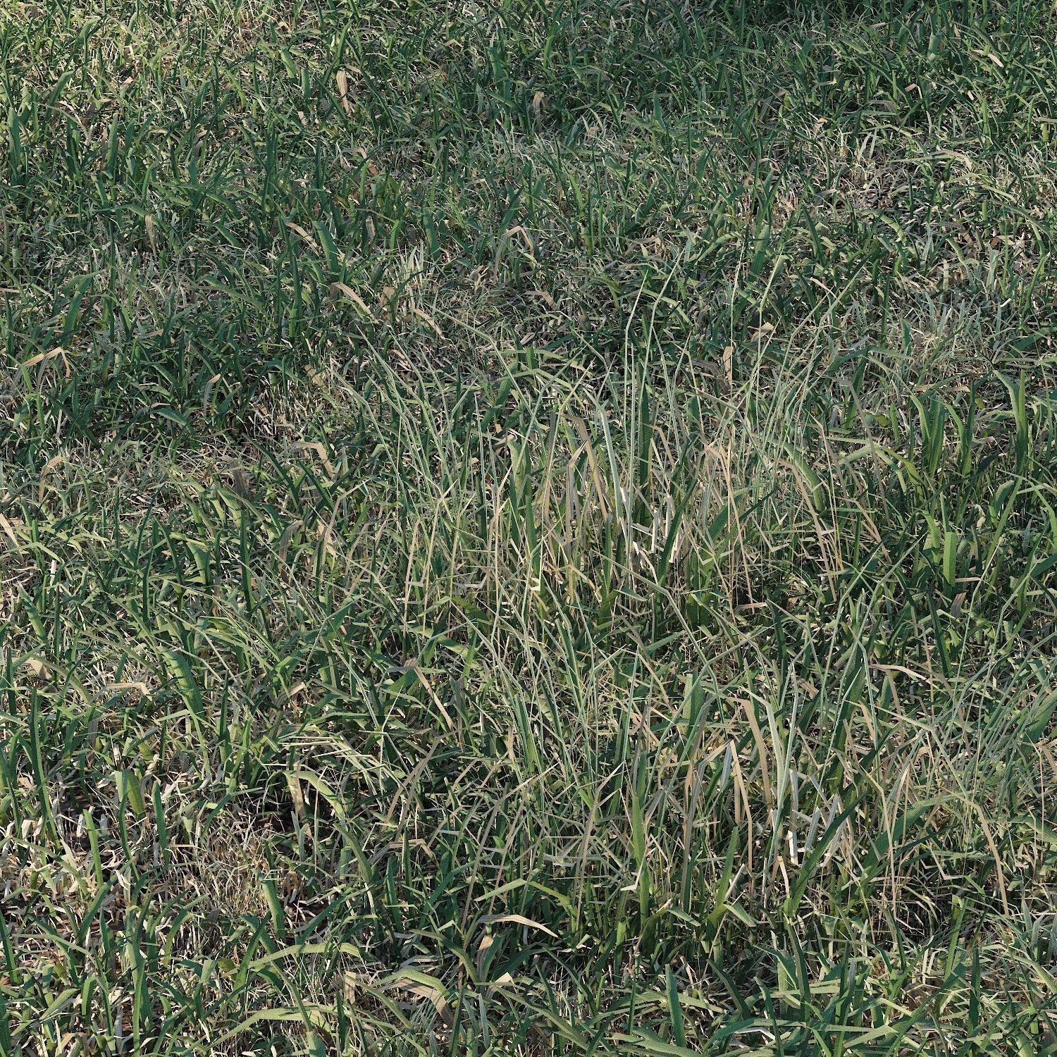 Meadow grass 3D model_13