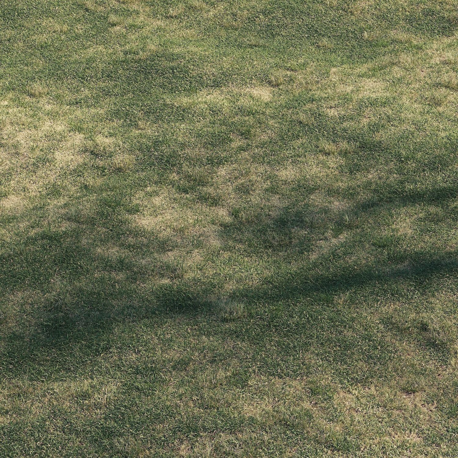 Meadow grass 3D model_6