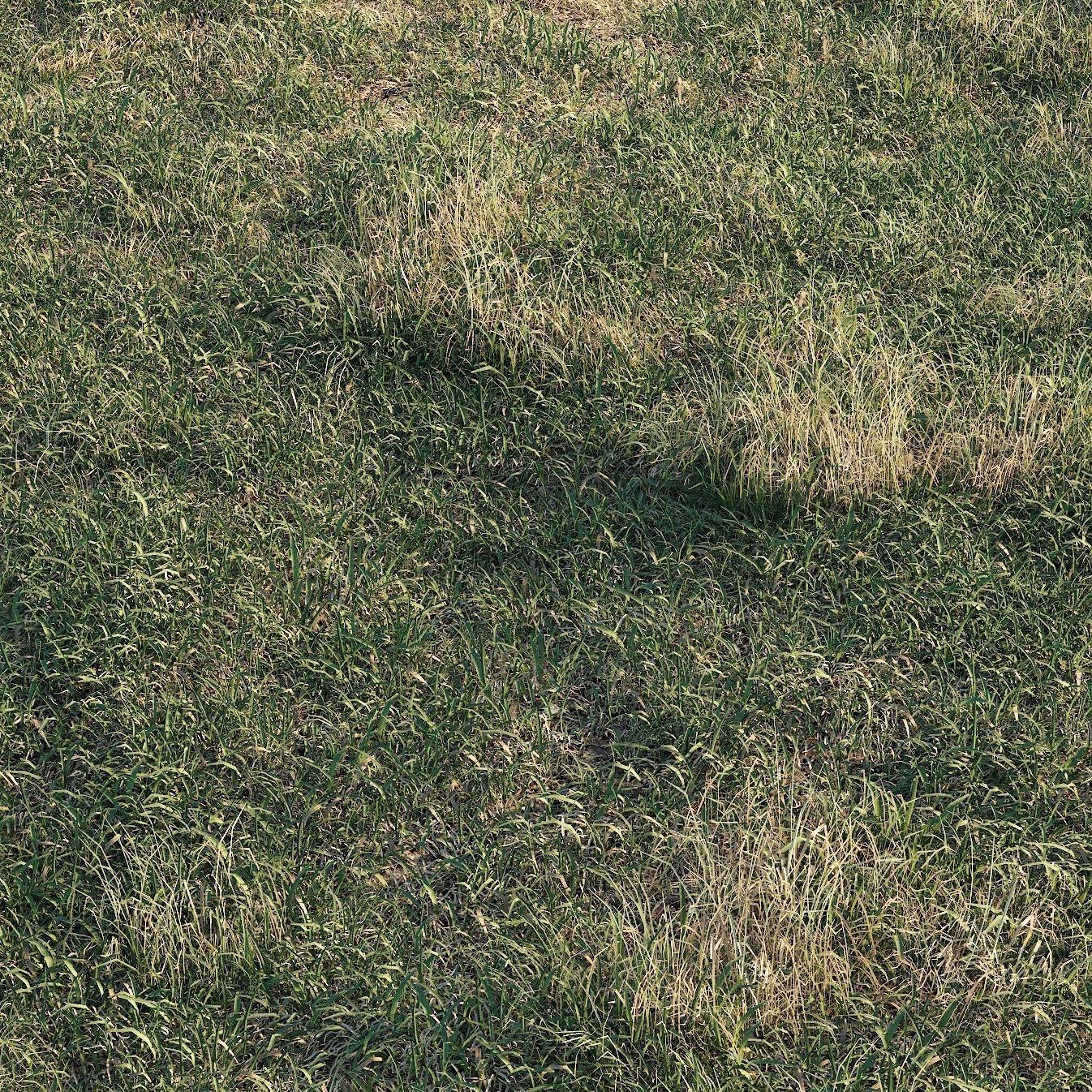 Meadow grass 3D model_12