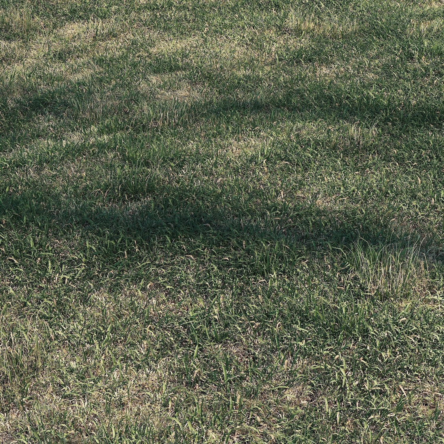 Meadow grass 3D model_4