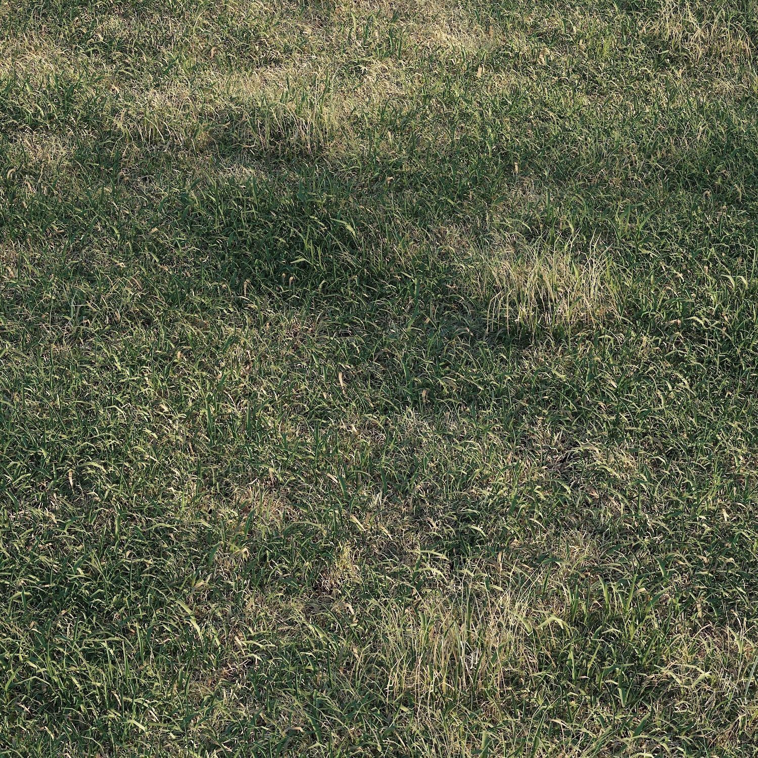 Meadow grass 3D model_2