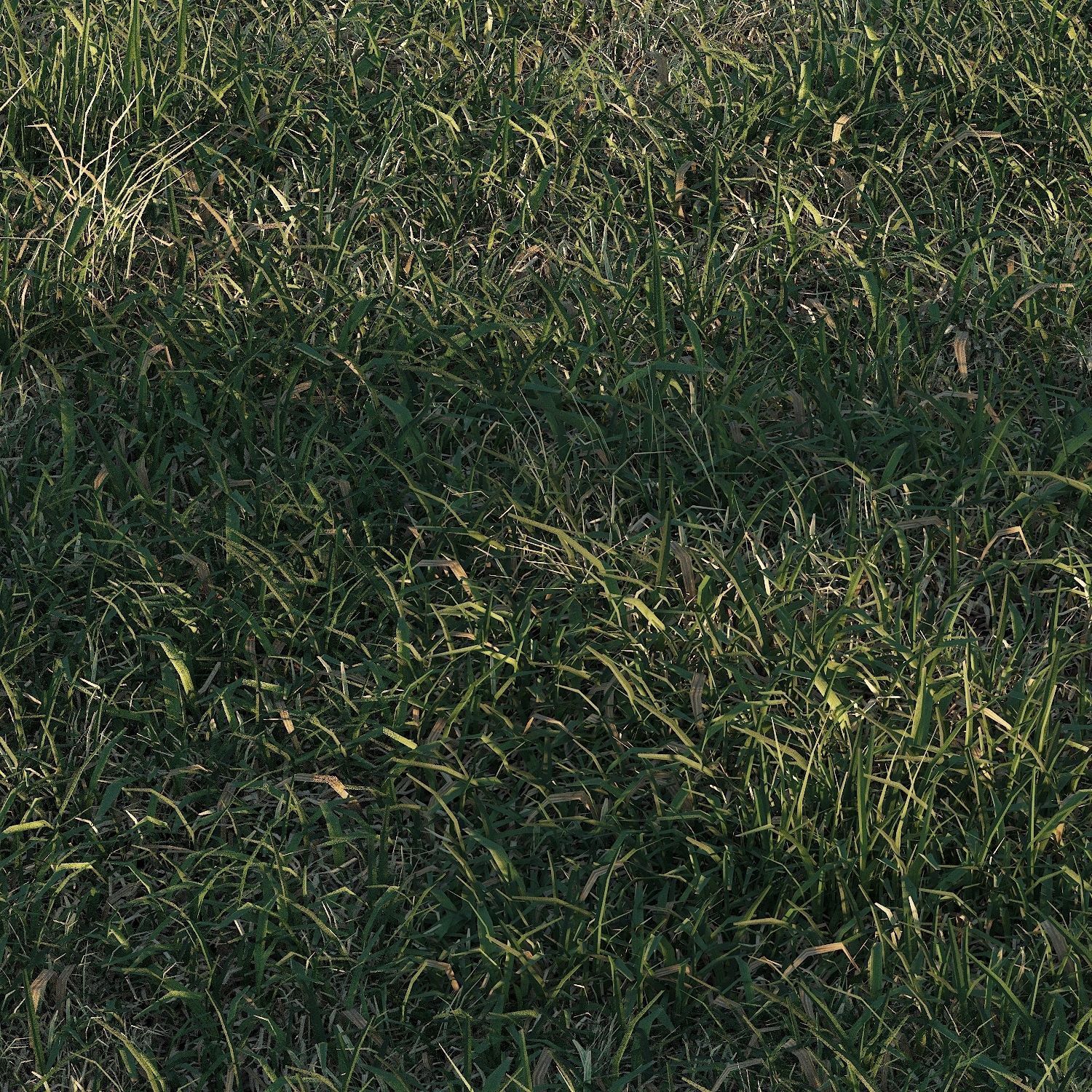Meadow grass 3D model_3