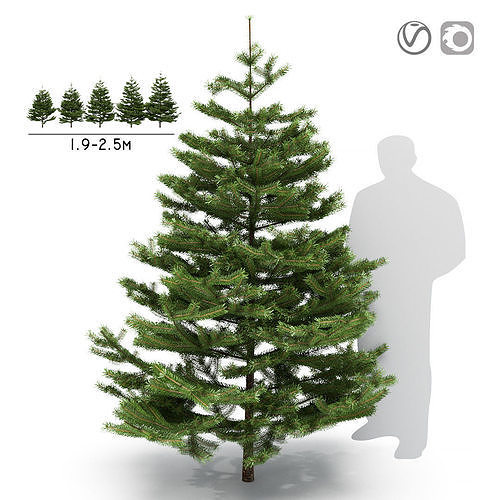 Fir 2 meters 3D model