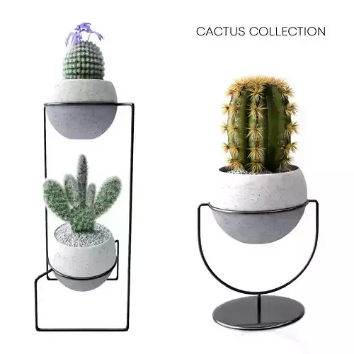 cactus collection plant stand