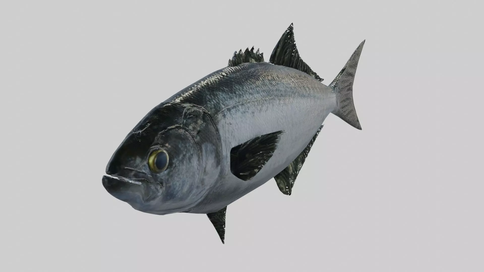 Tailor fish Free low-poly 3D model_0