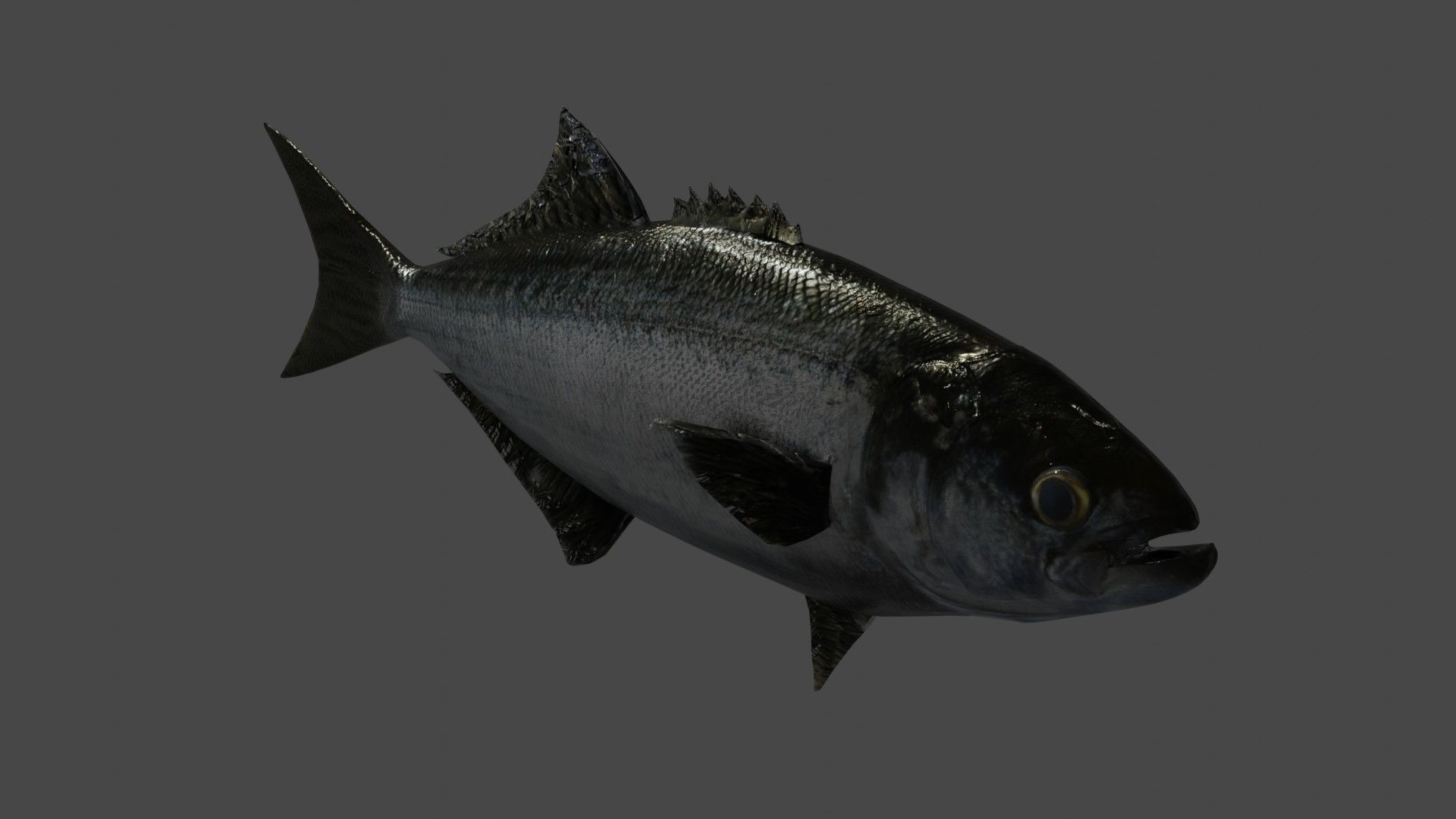 Tailor fish Free low-poly 3D model_6