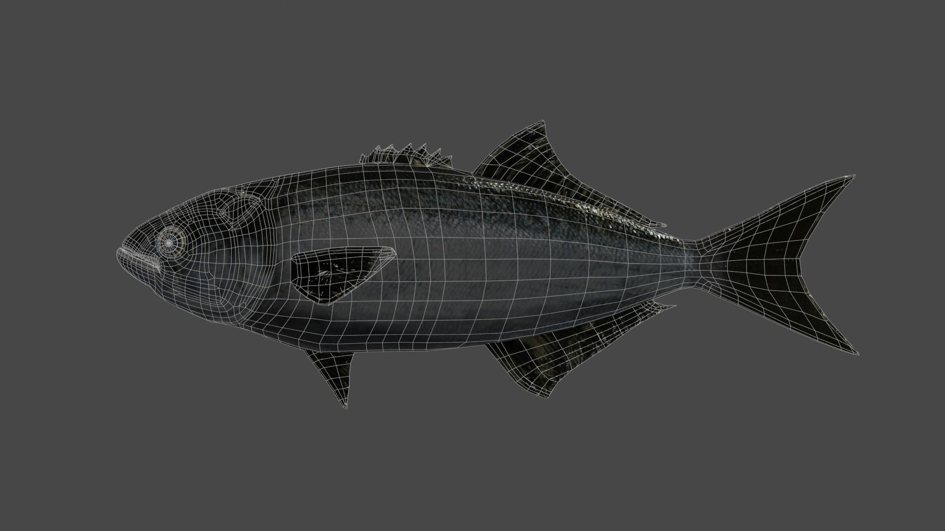 Tailor fish Free low-poly 3D model_3