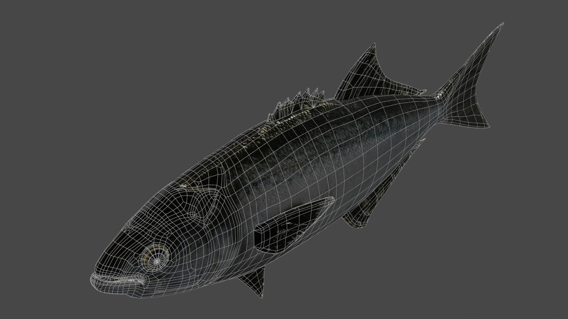 Tailor fish Free low-poly 3D model_5