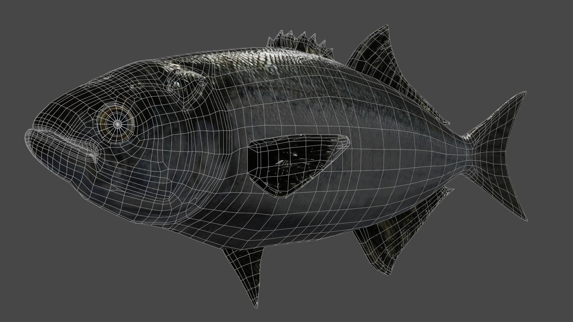 Tailor fish Free low-poly 3D model_4