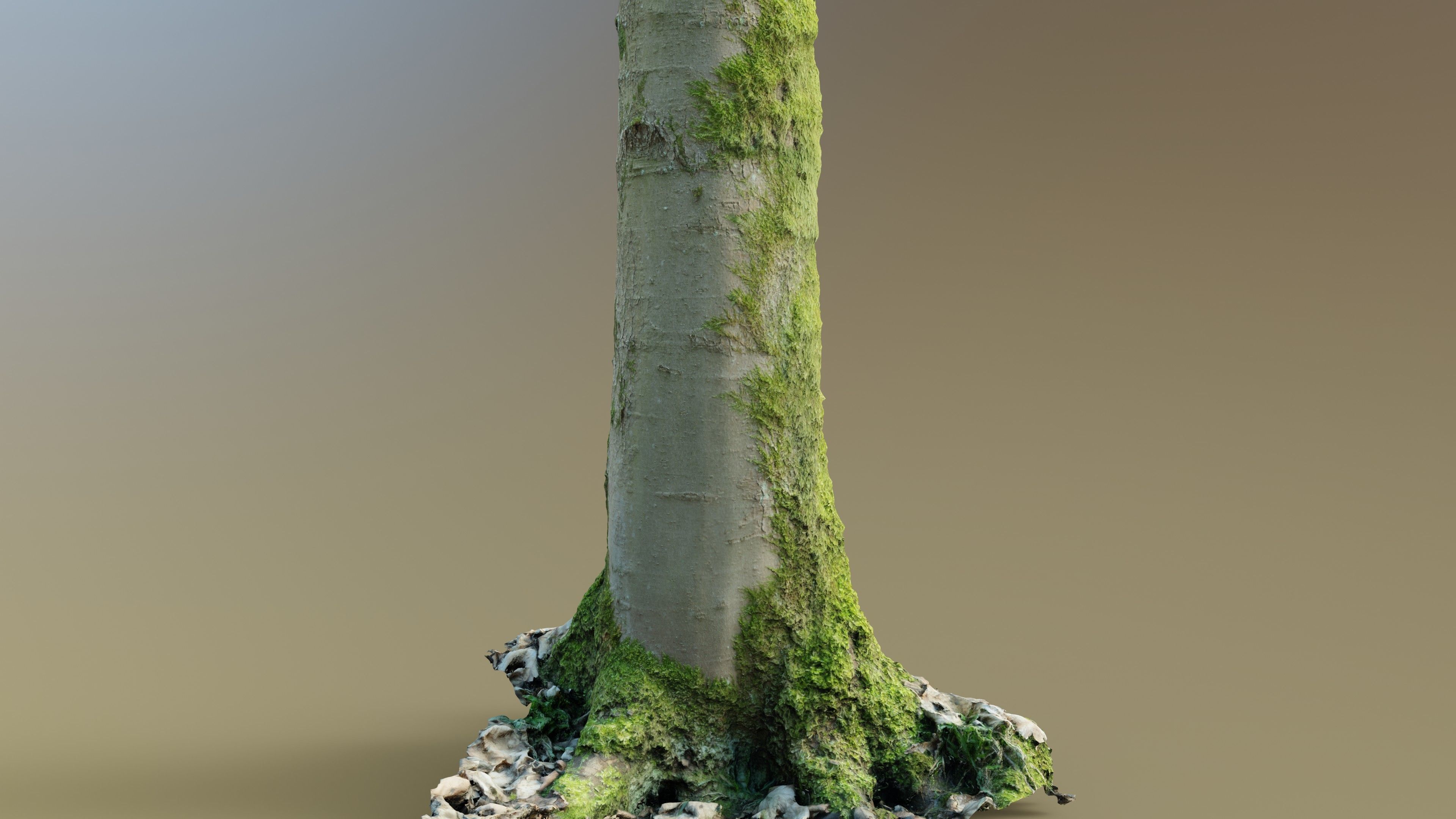 Mossy Beech Tree Trunk Low-poly 3D model_4