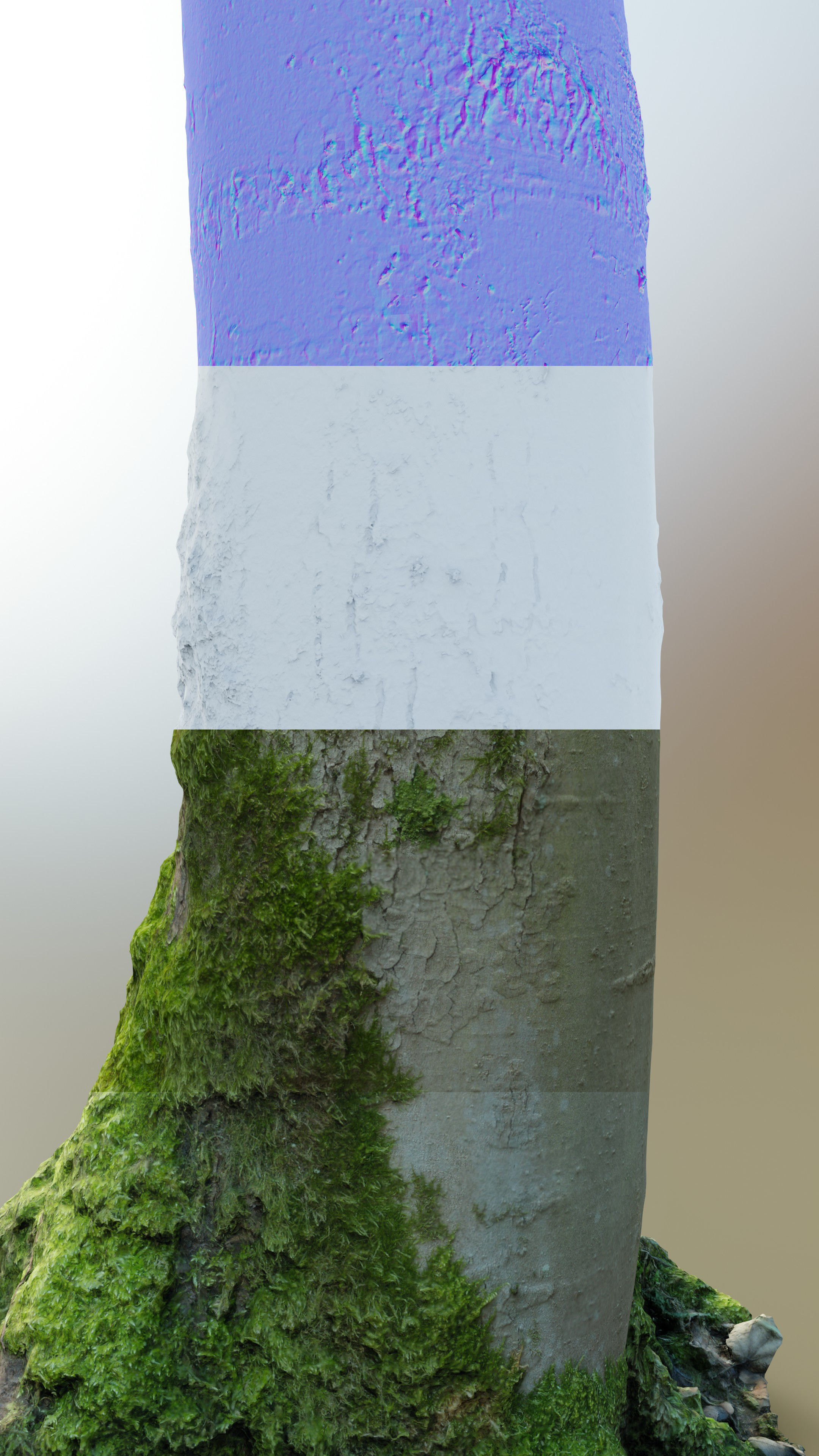 Mossy Beech Tree Trunk Low-poly 3D model_17