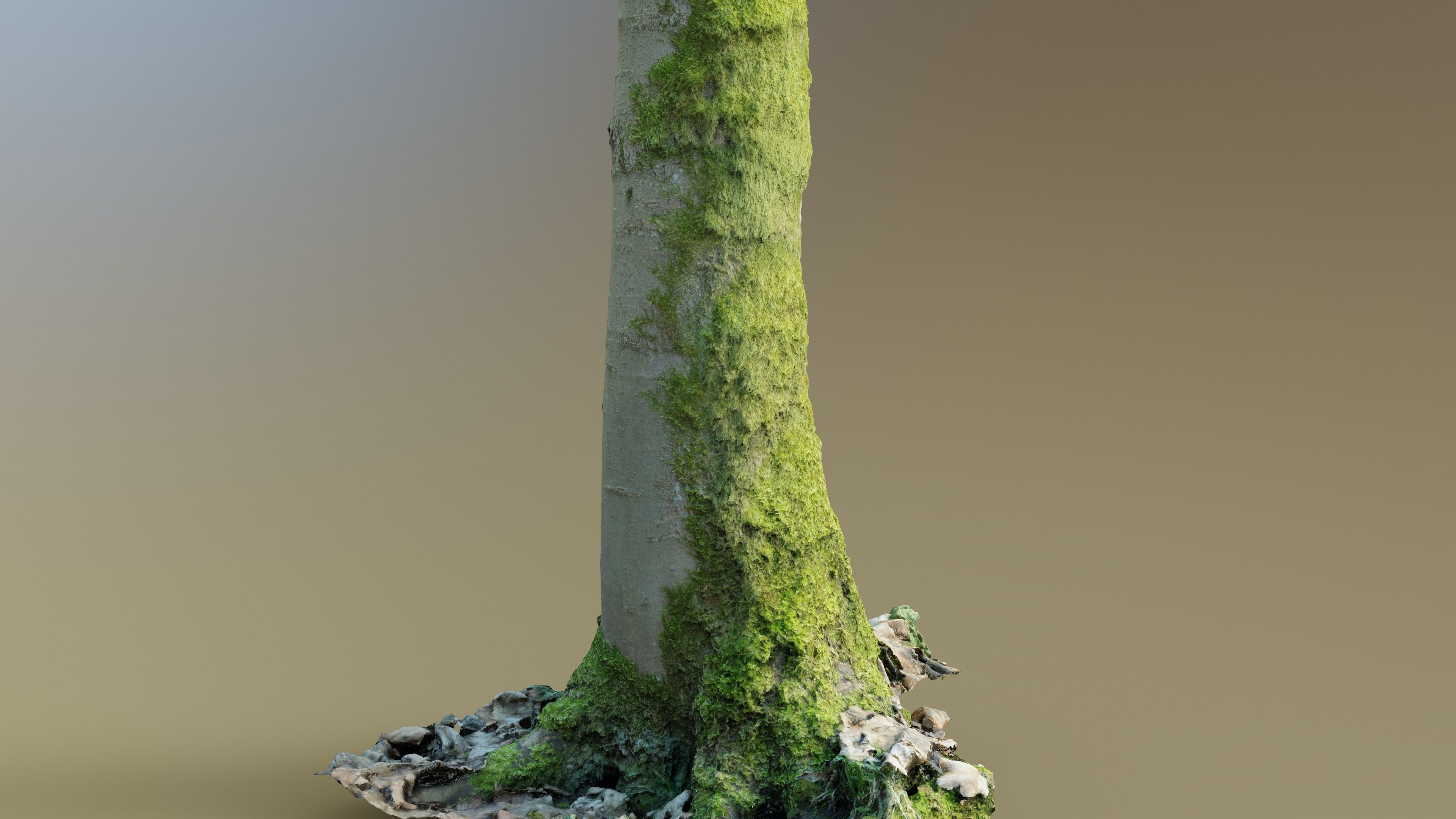 Mossy Beech Tree Trunk Low-poly 3D model_3
