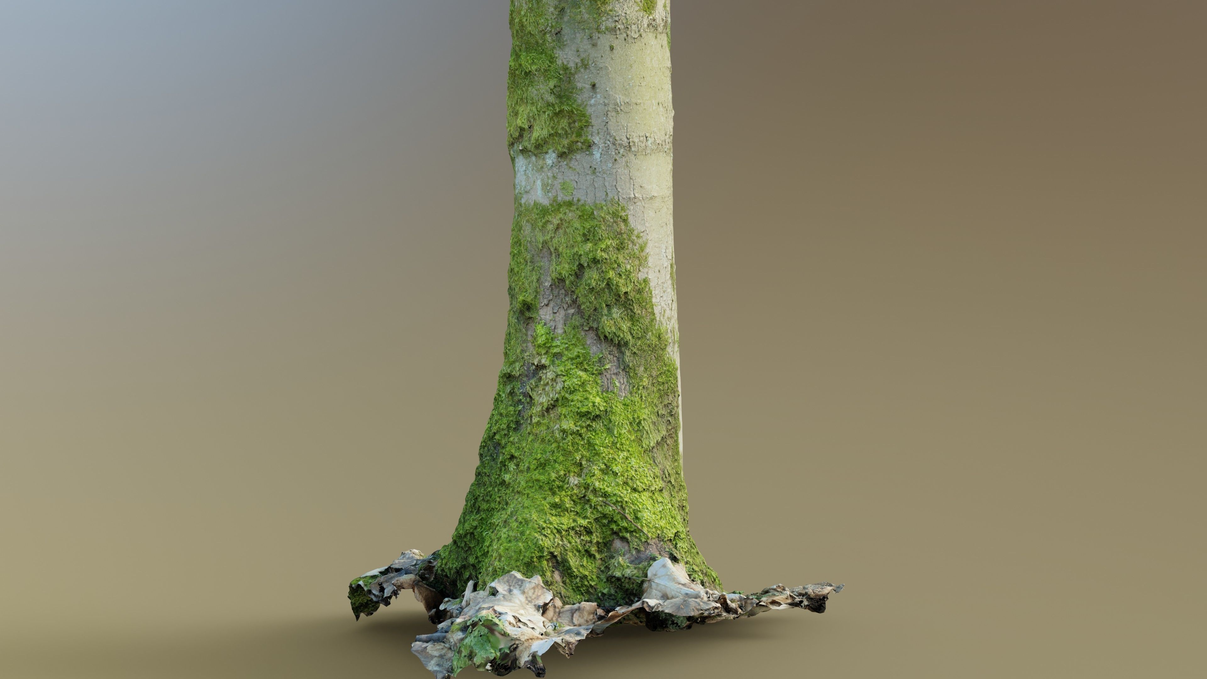 Mossy Beech Tree Trunk Low-poly 3D model_8