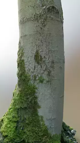 Mossy Beech Tree Trunk Low-poly 3D model