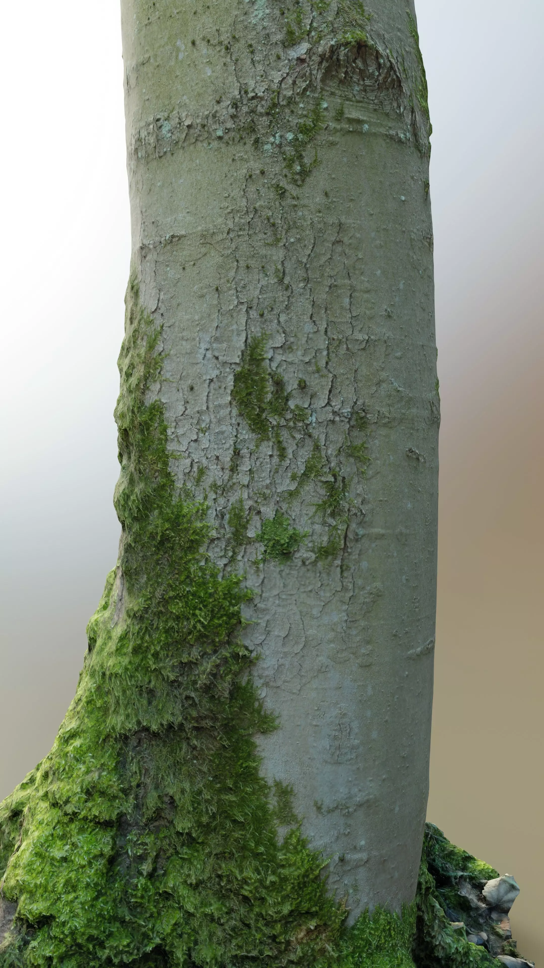 Mossy Beech Tree Trunk Low-poly 3D model_0