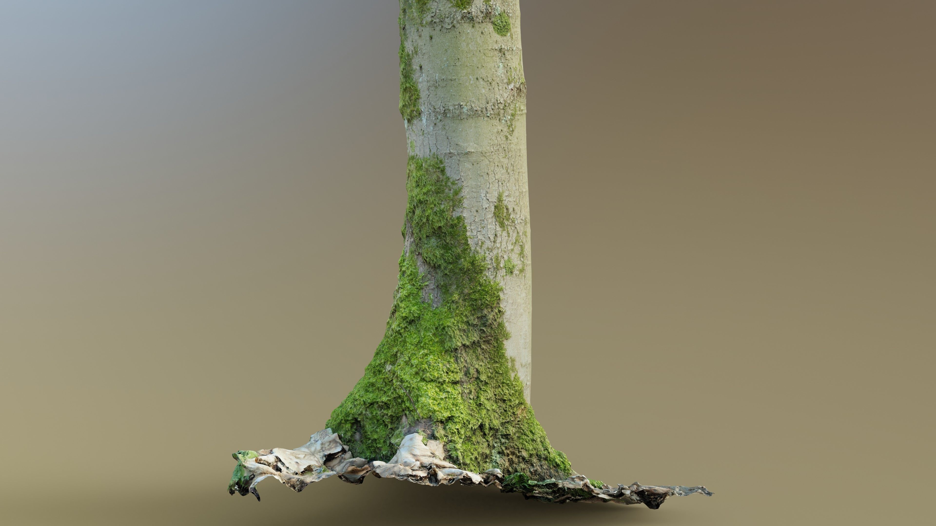 Mossy Beech Tree Trunk Low-poly 3D model_7