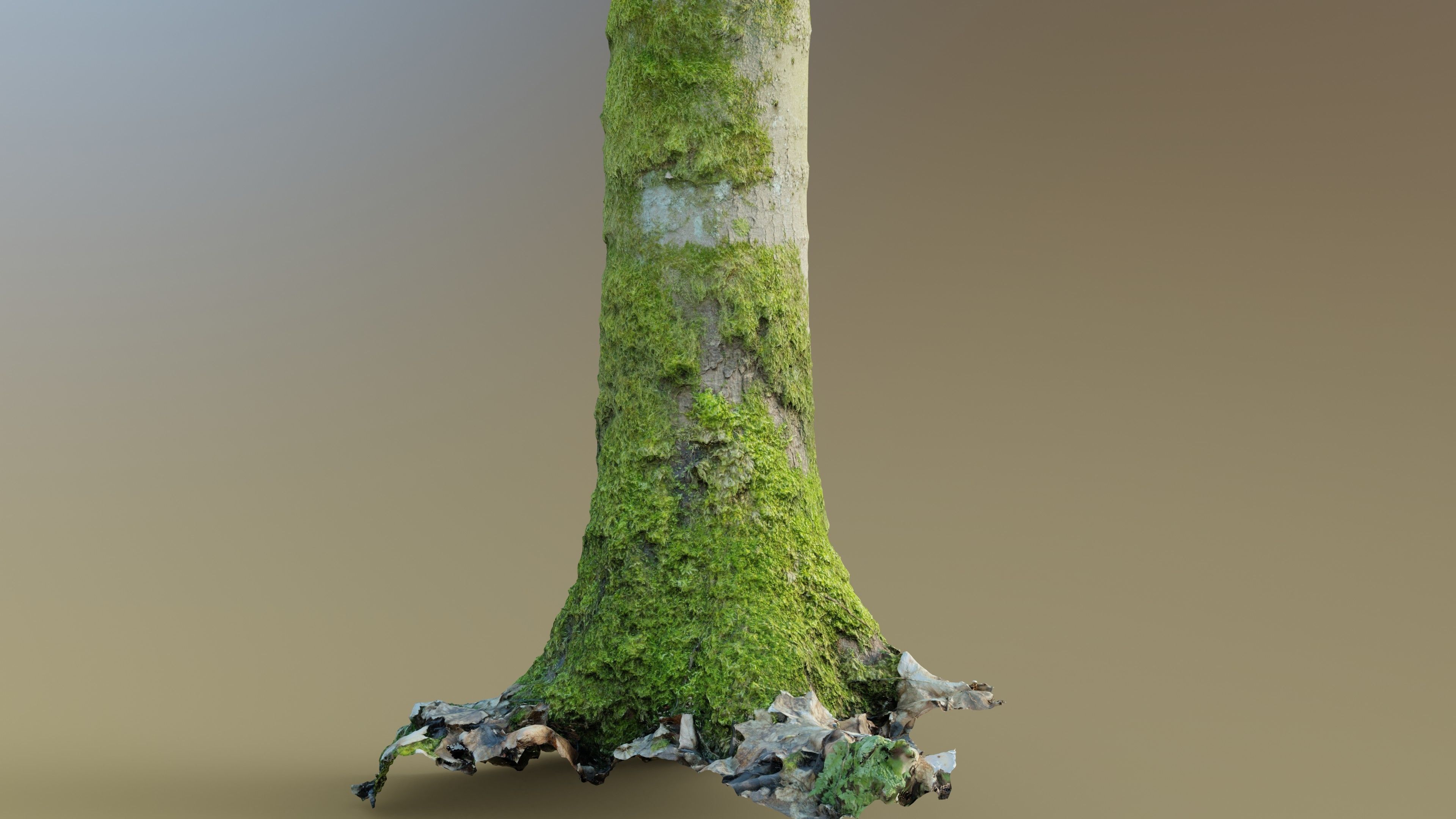 Mossy Beech Tree Trunk Low-poly 3D model_9