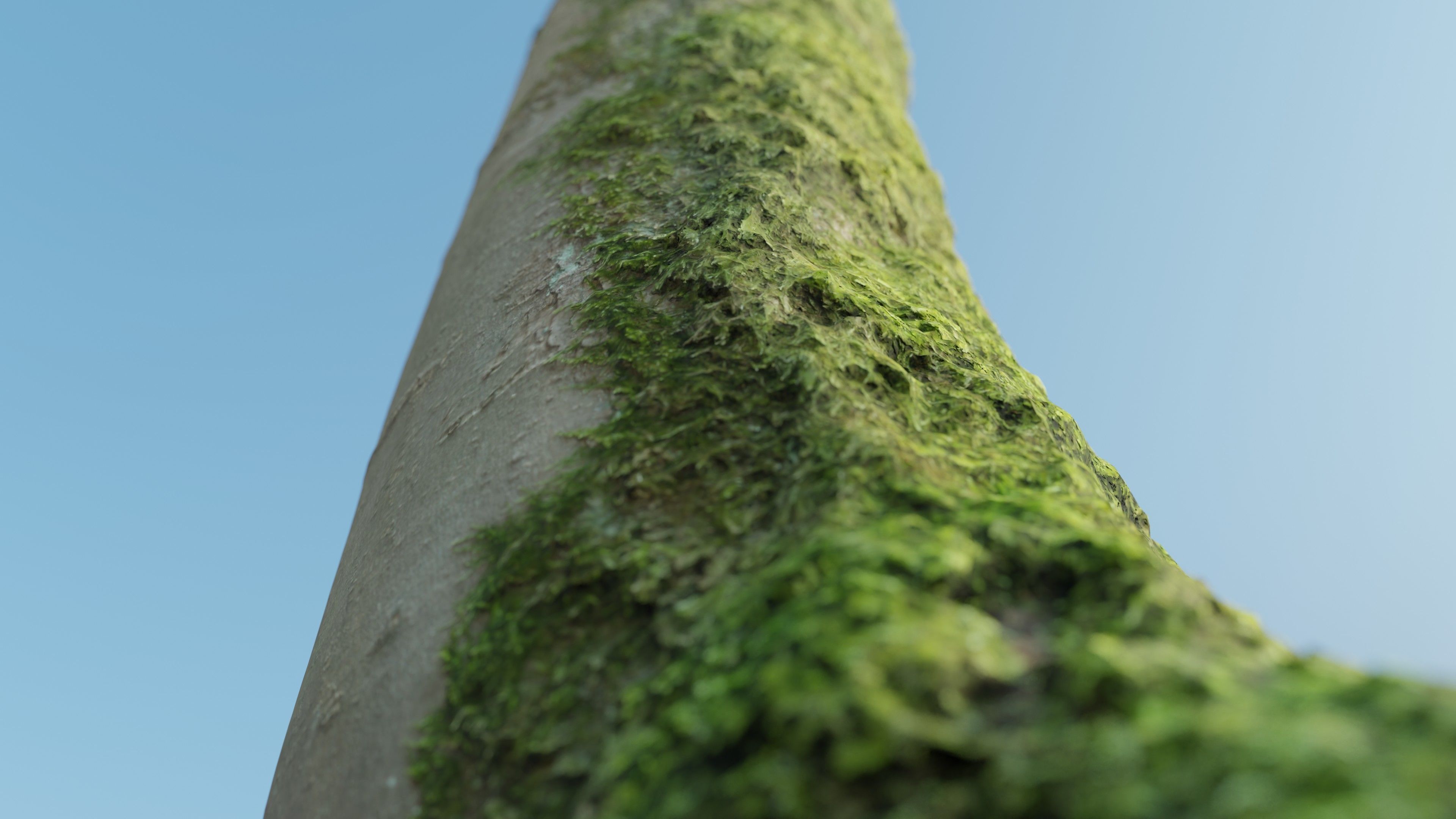 Mossy Beech Tree Trunk Low-poly 3D model_13