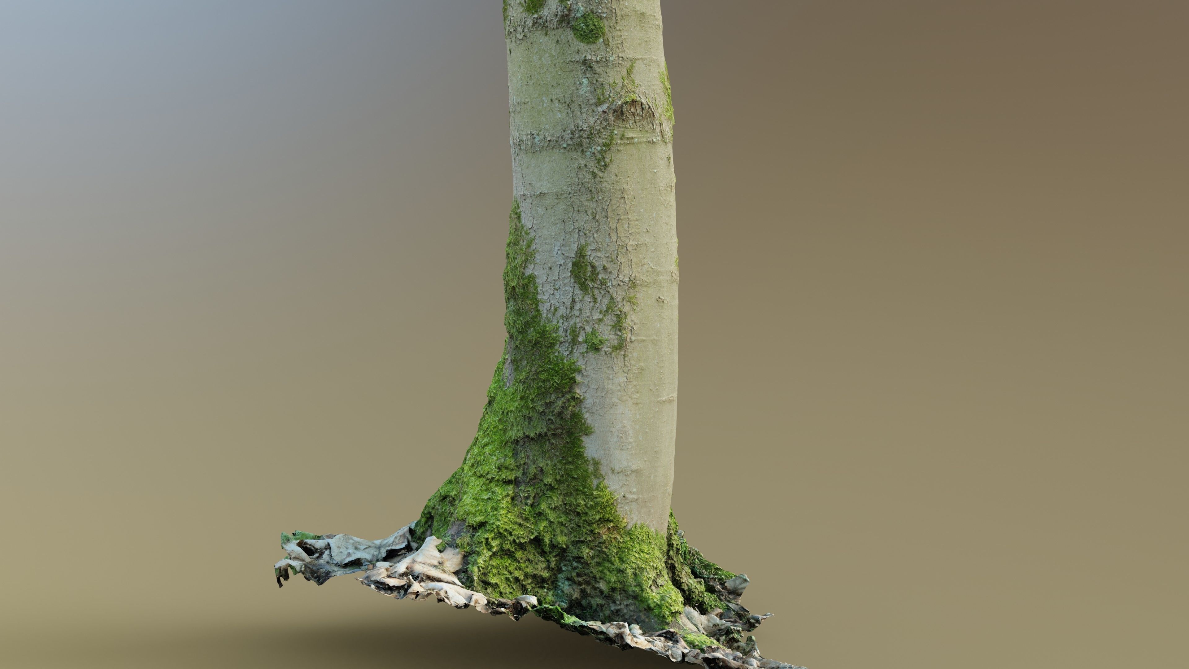 Mossy Beech Tree Trunk Low-poly 3D model_6