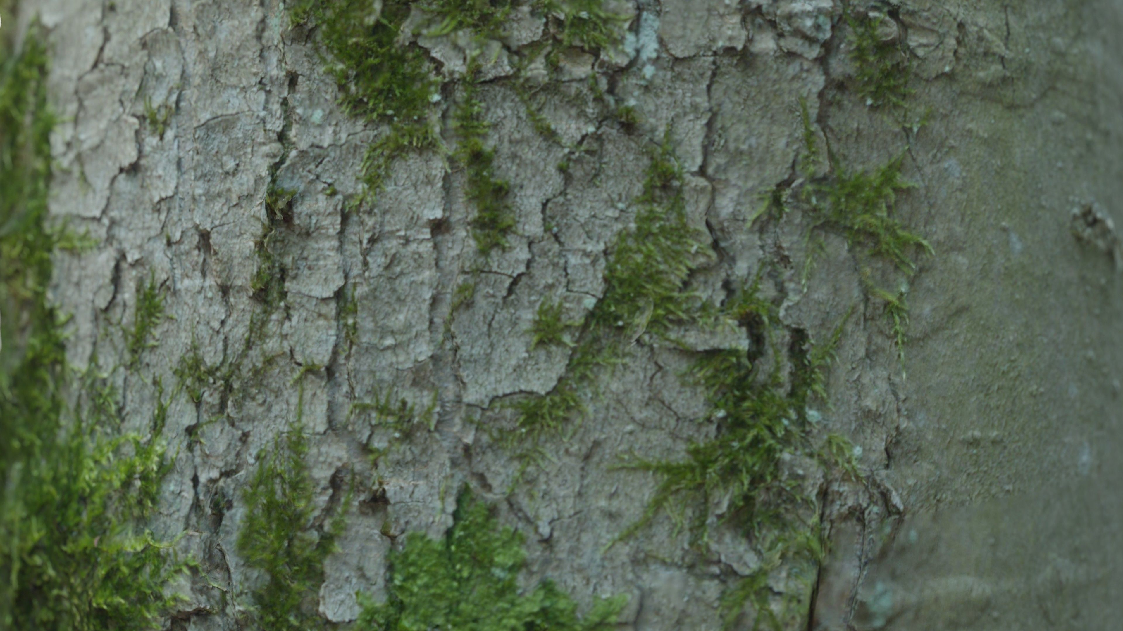 Mossy Beech Tree Trunk Low-poly 3D model_14