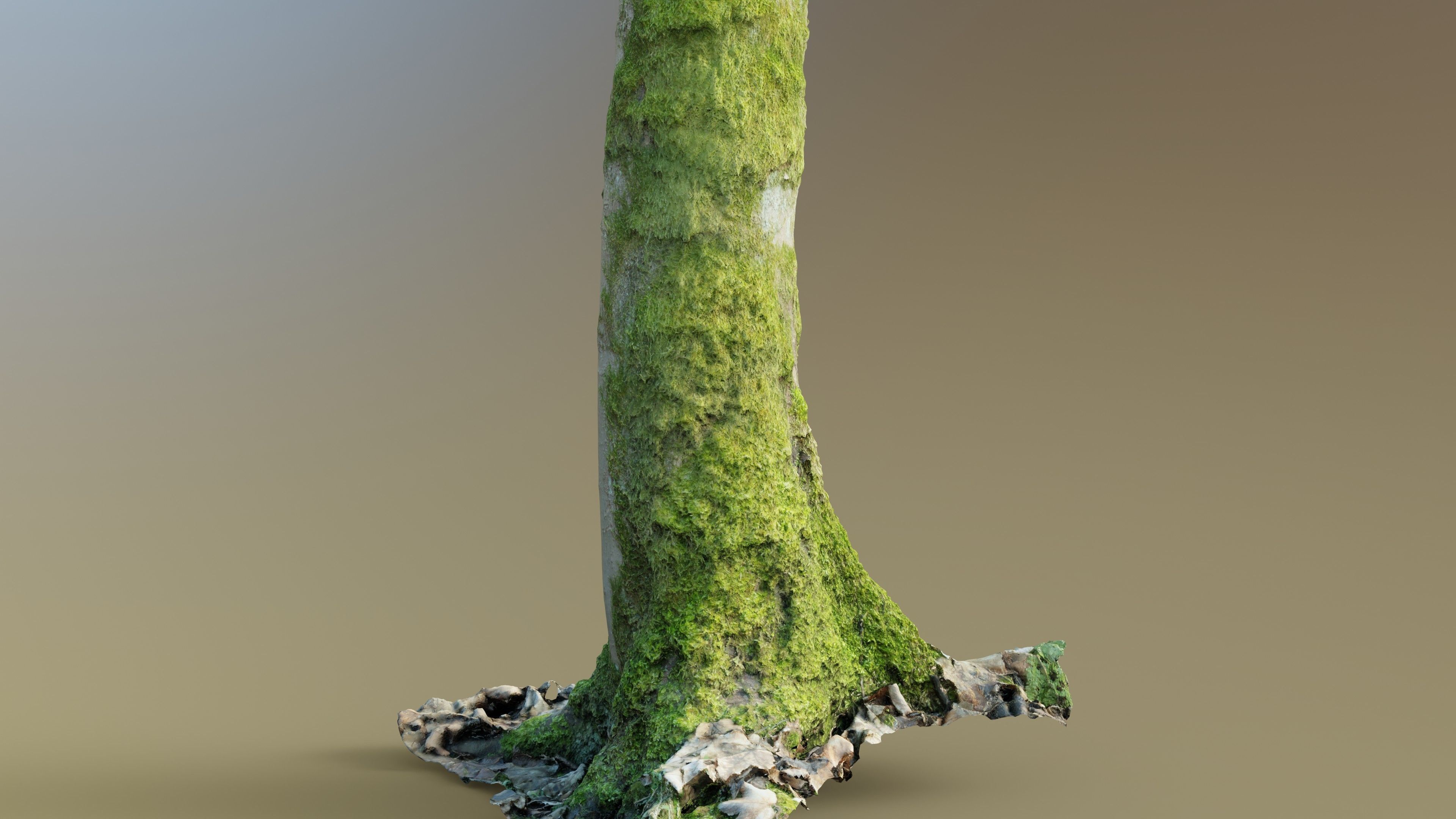 Mossy Beech Tree Trunk Low-poly 3D model_11