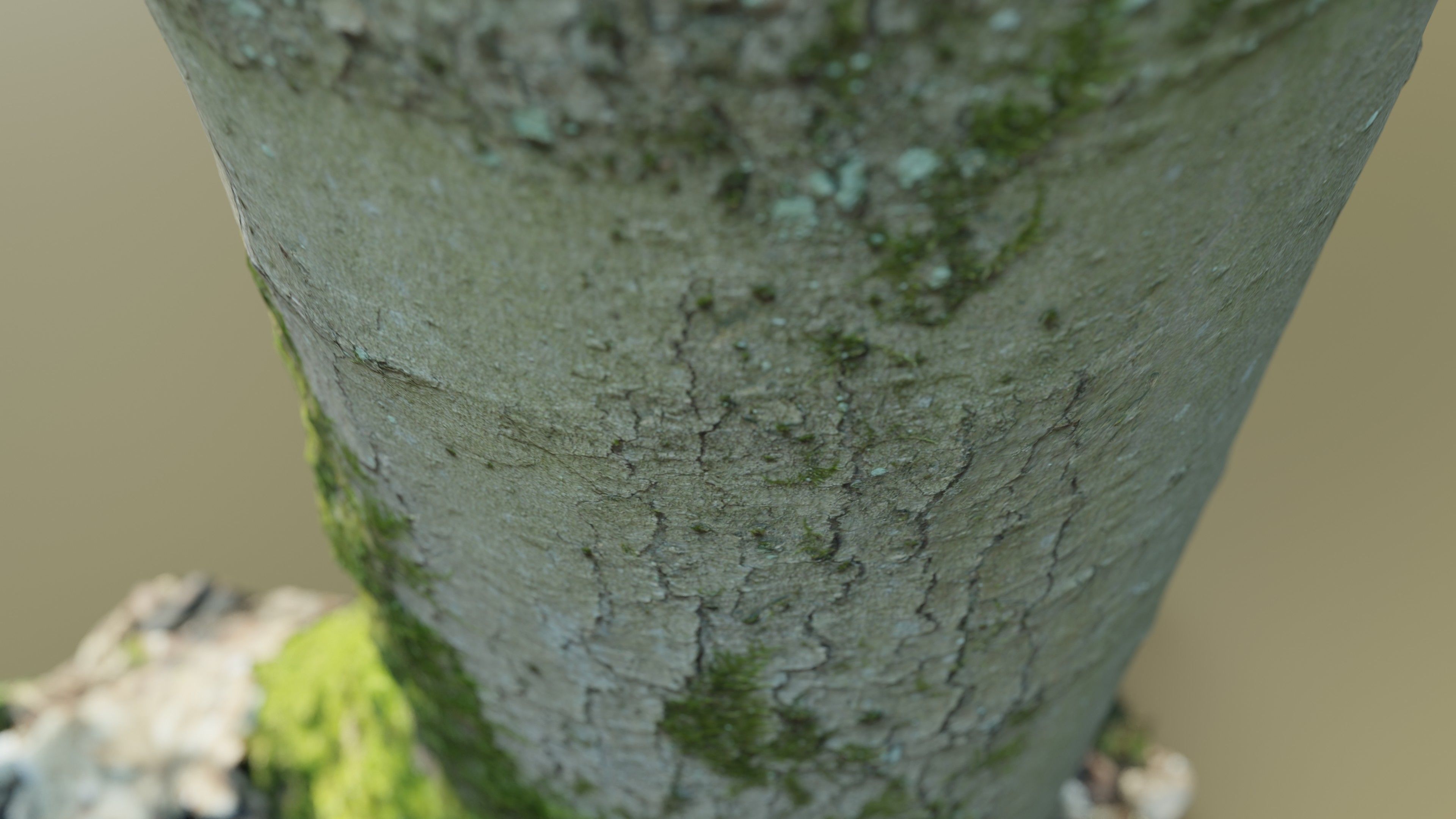 Mossy Beech Tree Trunk Low-poly 3D model_12