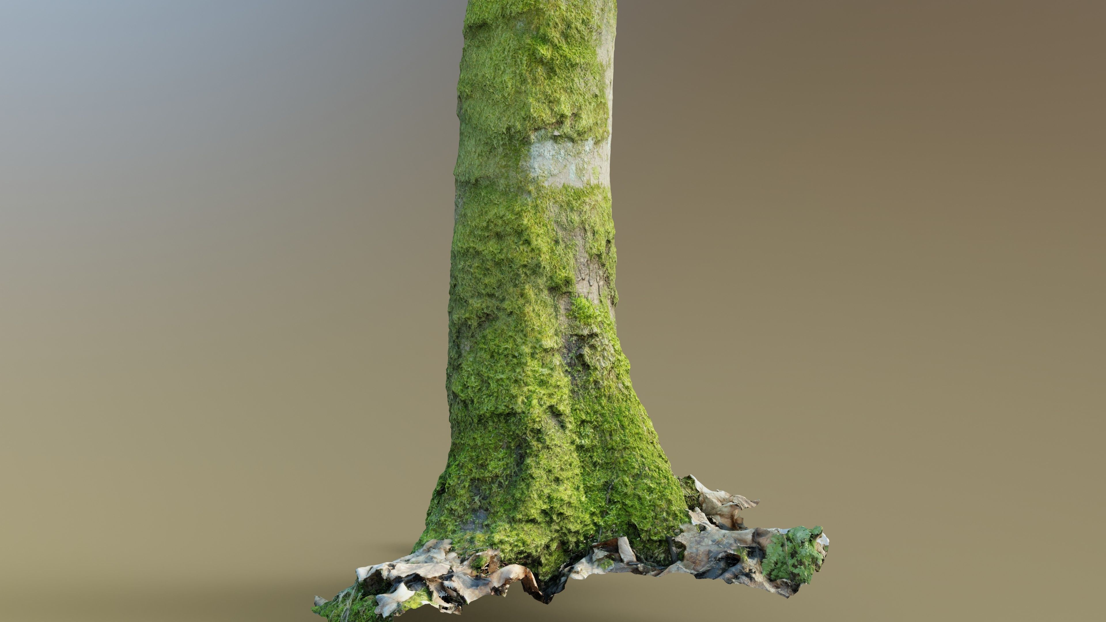Mossy Beech Tree Trunk Low-poly 3D model_10