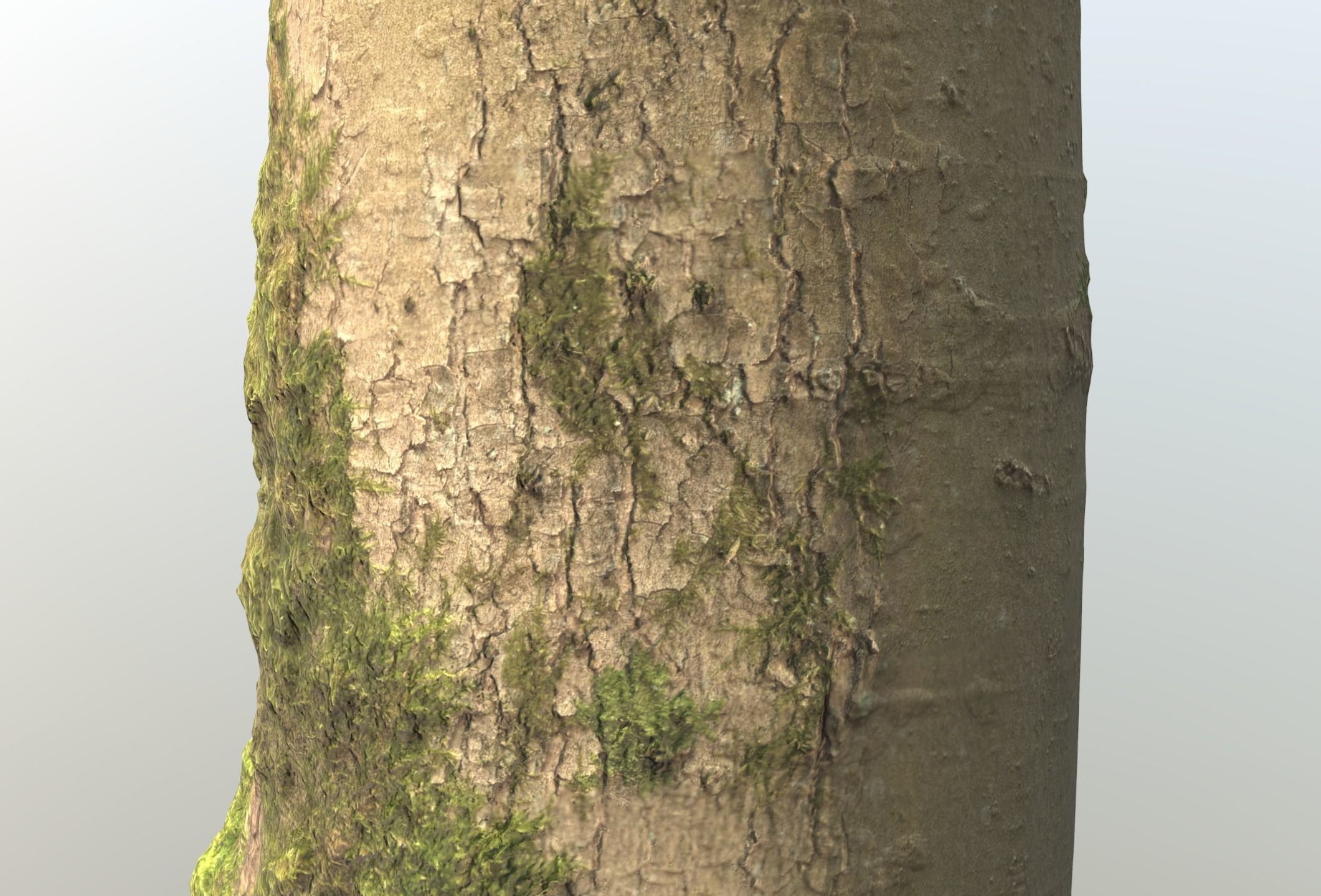 Mossy Beech Tree Trunk Low-poly 3D model_21