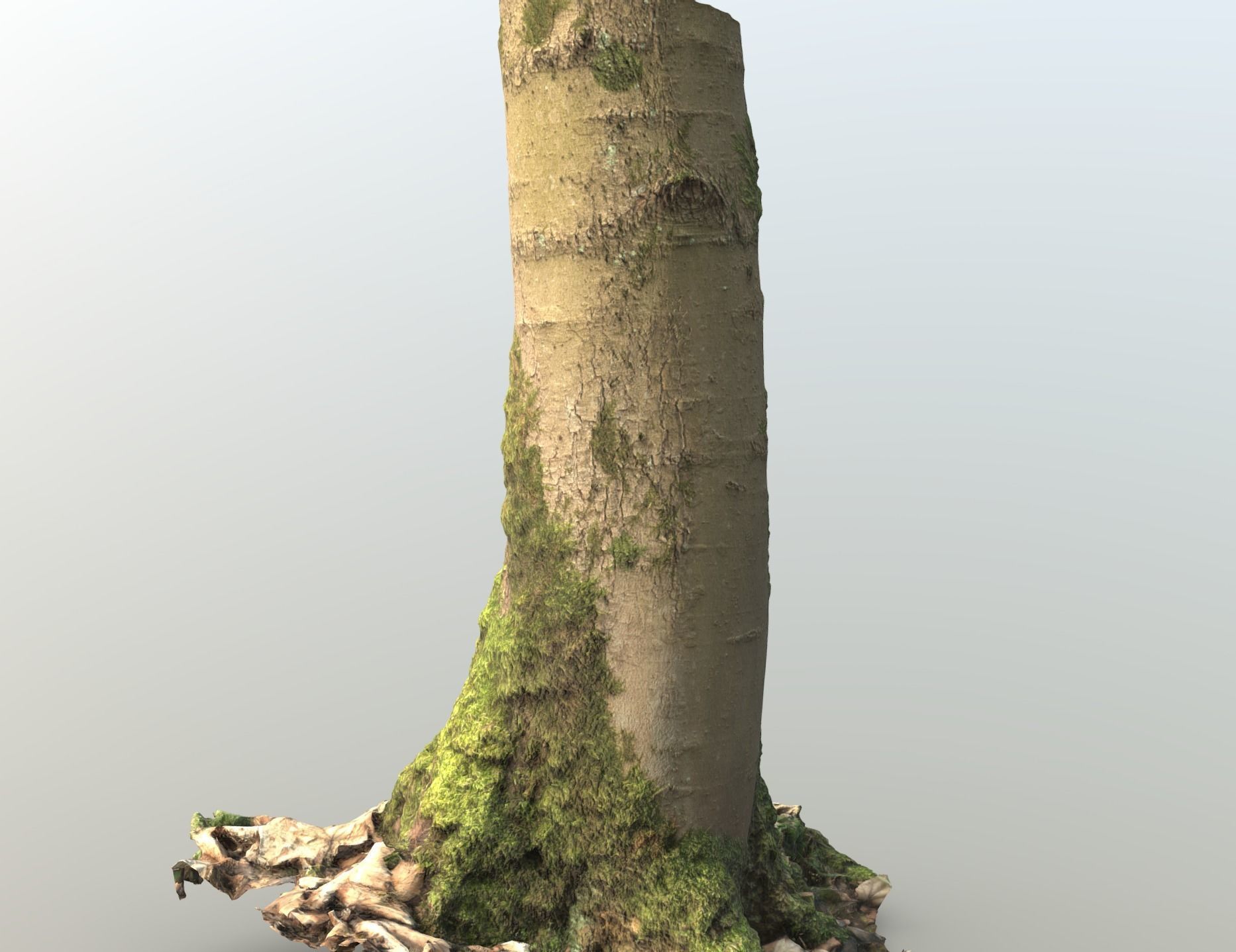 Mossy Beech Tree Trunk Low-poly 3D model_24